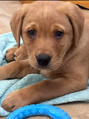 Arlo