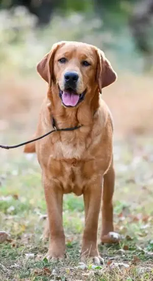 Ricardo