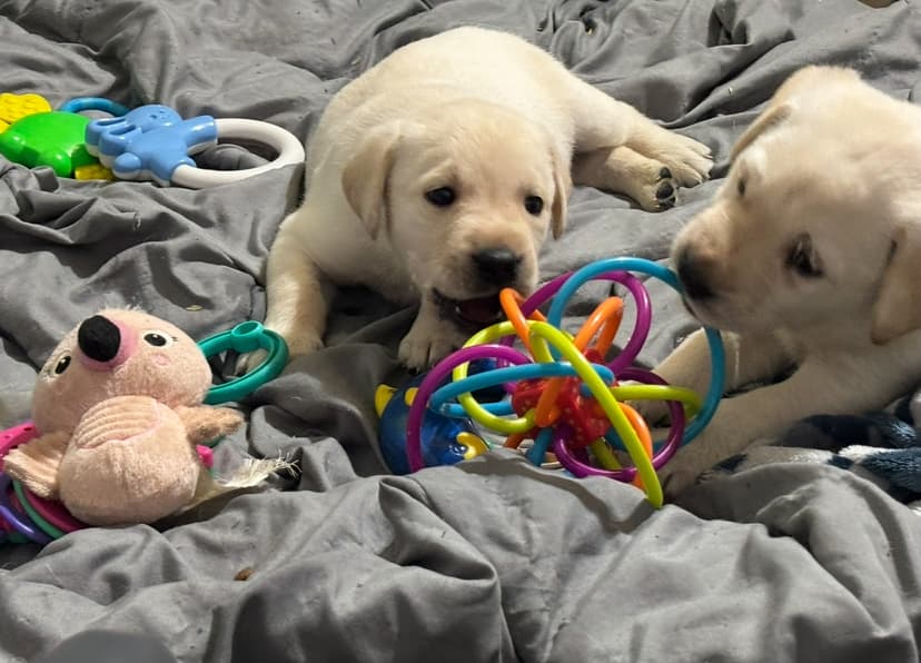 Puppies playing with toys